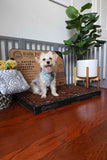 Small terrier in a bandana sits on a Bark Potty disposable dog potty indoors.