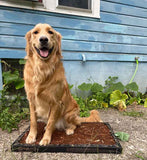 Golden retriever sitting on a Bark Potty disposable dog pad outside a blue house.