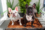 Two French bulldogs sitting on a Bark Potty real-grass pad on a sunny balcony.