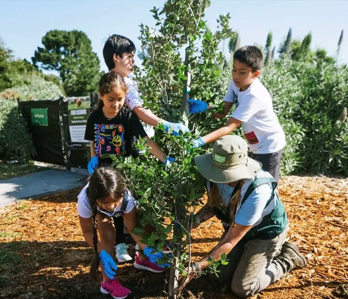 Reforestation photo 1