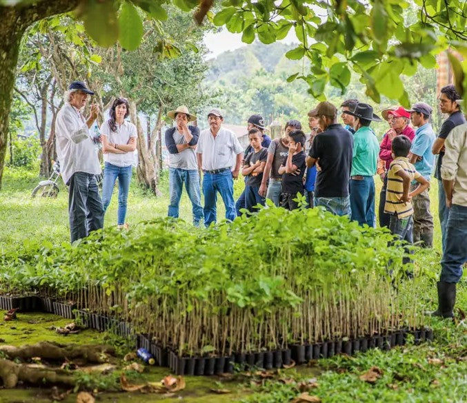 Reforestation photo 2