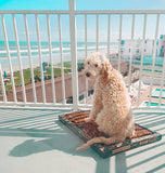 Curly-haired dog sitting on a Bark Potty dog potty pad on a beachfront balcony.