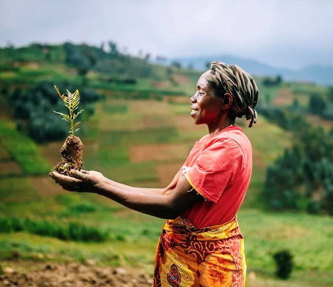 Reforestation photo 3