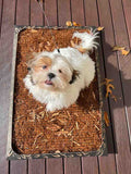 Small fluffy puppy sitting on a real bark potty pad on a wooden deck.