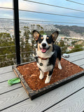 Corgi standing on a real-bark dog potty pad on a city-view deck.