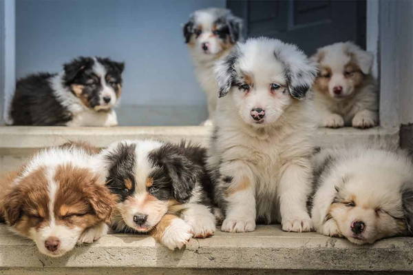 adopt  don't shop