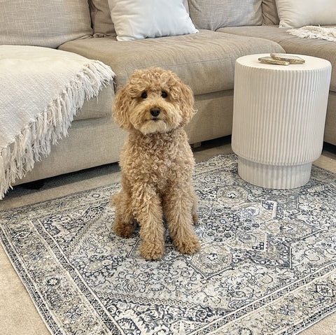 A curly-coated golden doodle sitting on a patterned rug in a living room.