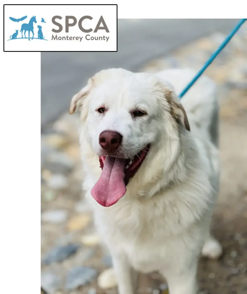 SPCA MONTEREY COUNTY