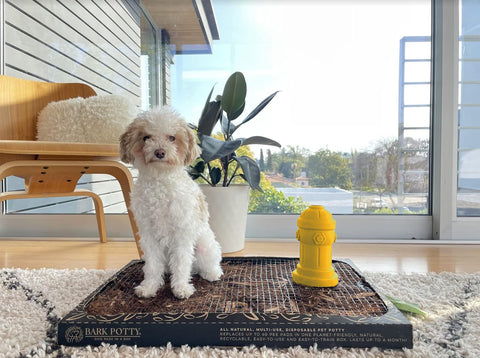 Bark potty for dogs with small white poodle sitting on it next to a yellow fire hydrant toy indoors