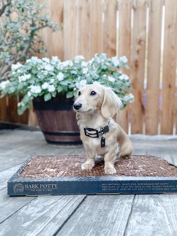 A cream long-haired dachshund sitting on a Bark Potty dog potty pad for balcony use on an outdoor wooden deck.