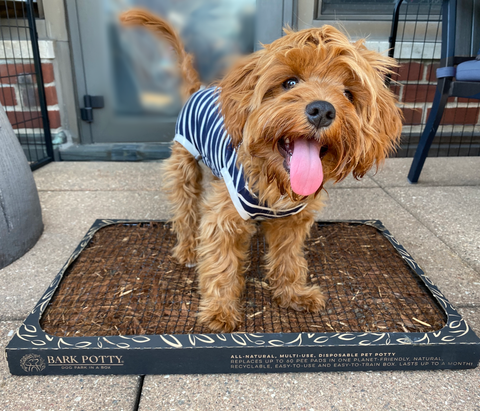 A scruffy brown doodle dog in a striped shirt standing on a Bark Potty porch potty for dogs on a patio.