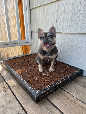 A dark French bulldog sitting on a Bark Potty outdoor potty pad for dogs on a wooden deck.
