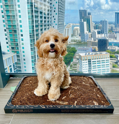 A small tan doodle-type dog standing on a Bark Potty patio pee pad on a high-rise balcony with a city skyline view.