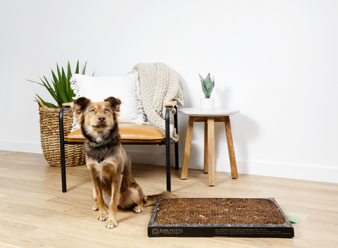 A brown dog sitting next to a Bark Potty indoor dog potty tray on a hardwood floor in a minimalist living room.
