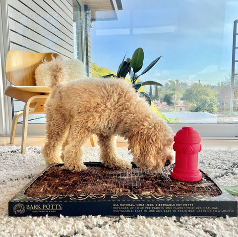 Curly dog sniffing a red silicone fire hydrant on a Bark Potty pad.