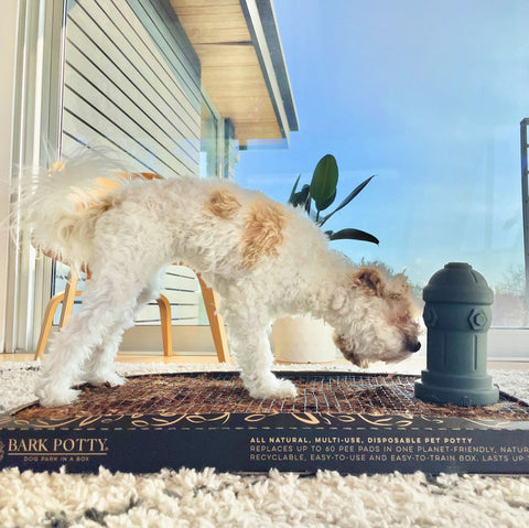 A scruffy terrier dog sniffing a gray toy hydrant on a Bark Potty indoor potty station for dogs by a sunny window.