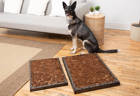 A medium shepherd-mix dog beside two Bark Potty pads arranged as a potty patch for large dogs on a living-room floor.