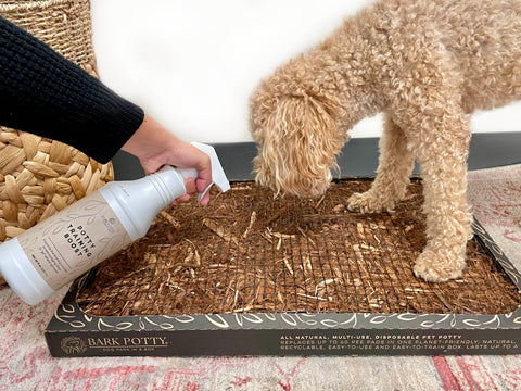 A person applying Potty Training Boost spray to a Bark Potty pad while a tan doodle puppy stands on the potty training pad.